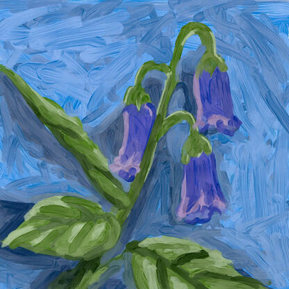 Illustration of Violetgrass from Genshin Impact